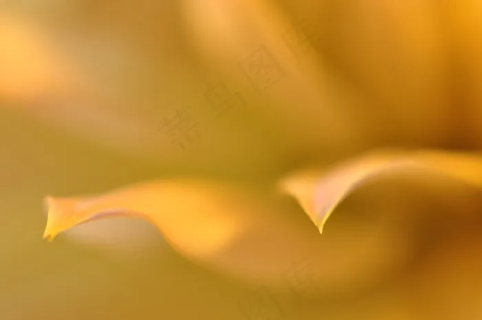 朦胧黄色花朵图片