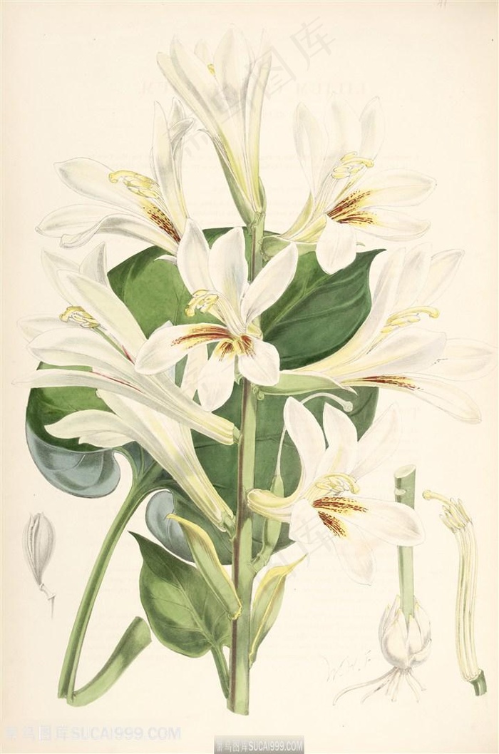 唯美高清水彩兰花花卉插画