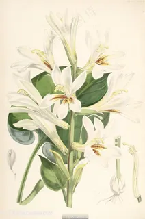 唯美高清水彩兰花花卉插画