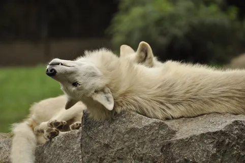 狼野生动物原生动物园深林狼