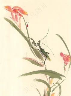 昆虫花草大图图片素材 昆虫花草大图图片素材