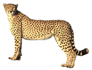 豹子金钱豹动物