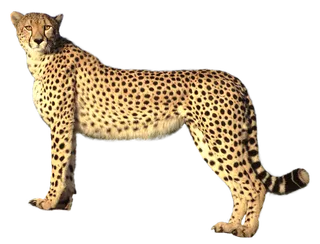 豹子金钱豹动物