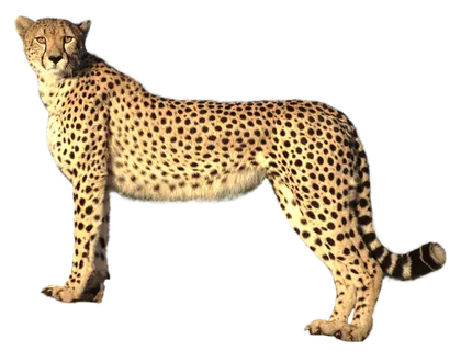 豹子金钱豹动物 豹子金钱豹动物