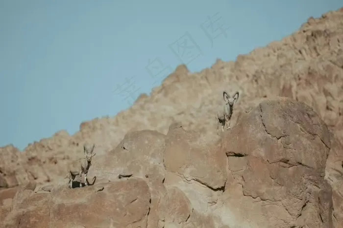 沙漠半山上的动物