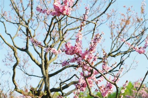 梅花树枝上粉红色的梅花摄影