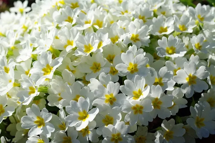 野外特写鲜花