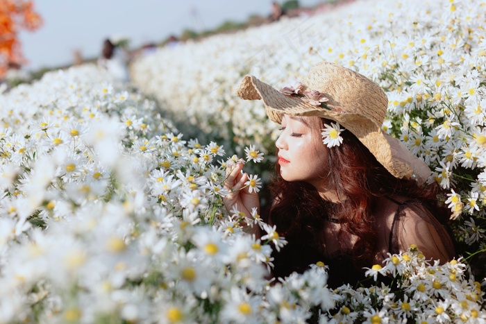 菊花花海写真图片