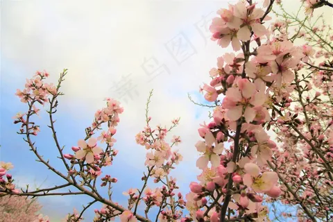 春天樱花景色图片 春天樱花景色图片