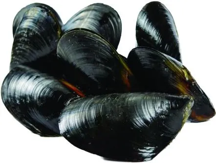贻贝 PNG免抠(442x334)