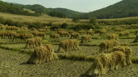 山脚下玉米田前的秋收稻田 山脚下玉米田前的秋收稻田