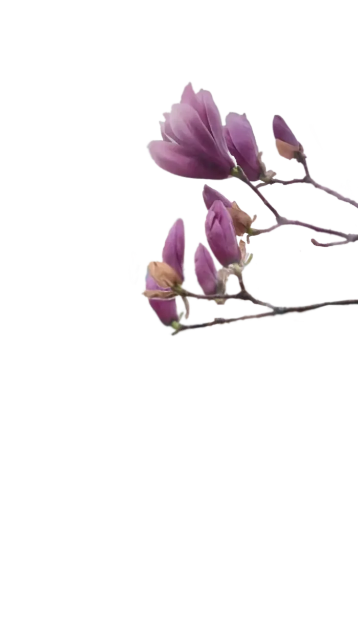 免扣玉兰花