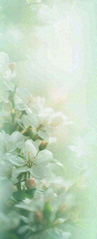 白色清新花朵朦胧唯美意境，鲜花摄影图(704x1728)