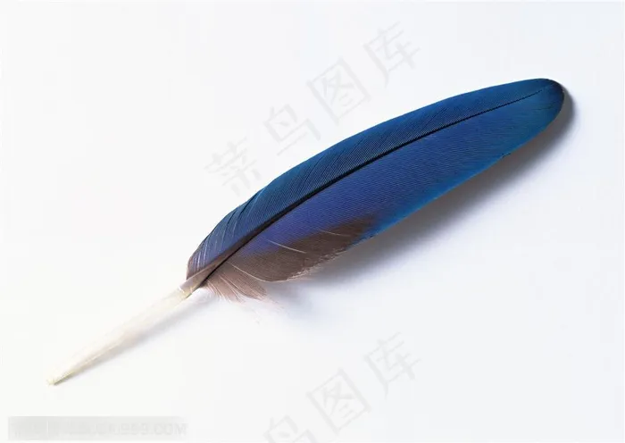 羽毛-斜着摆放的一根蓝色羽毛