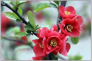 春天海棠花图片