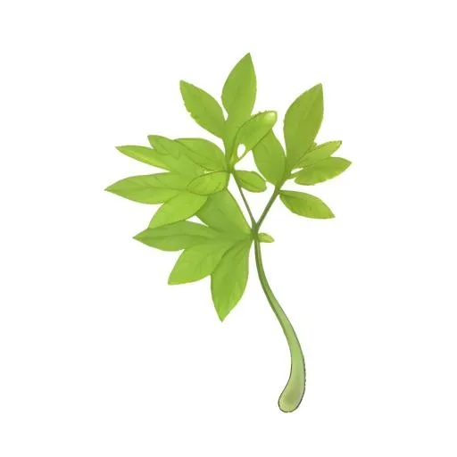 叶子树叶免抠(2048x2048)
