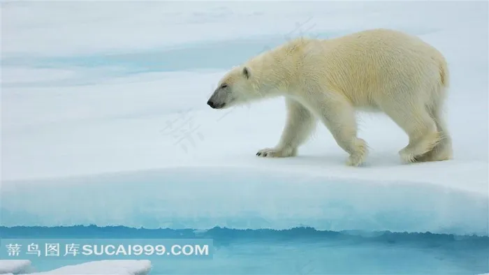 孤单的北极熊