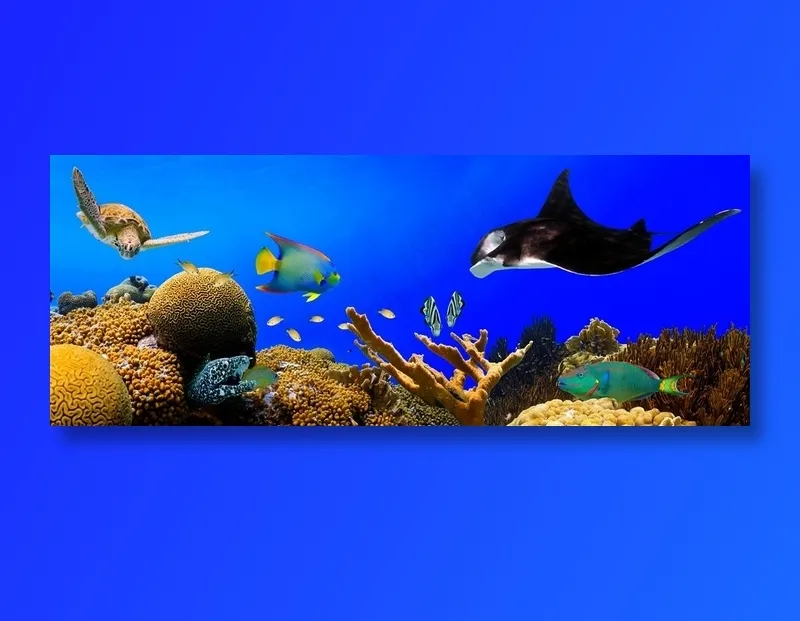 海底的珊瑚礁和鱼群高清摄影图 海底的珊瑚礁和鱼群高清摄影图