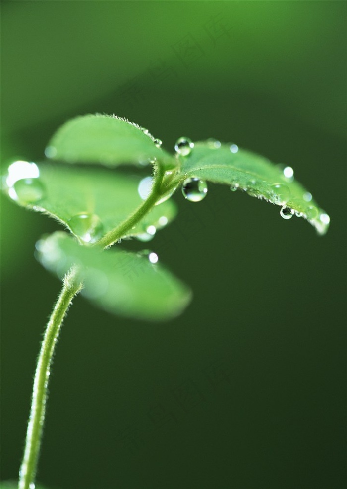 绿色叶子露珠素材