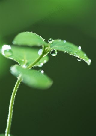 绿色叶子露珠素材