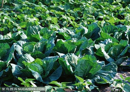 农作物-地里种植了大豆苗和包菜