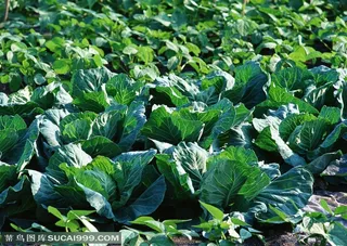 农作物-地里种植了大豆苗和包菜