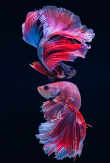 无框画 新中式金鱼装饰画