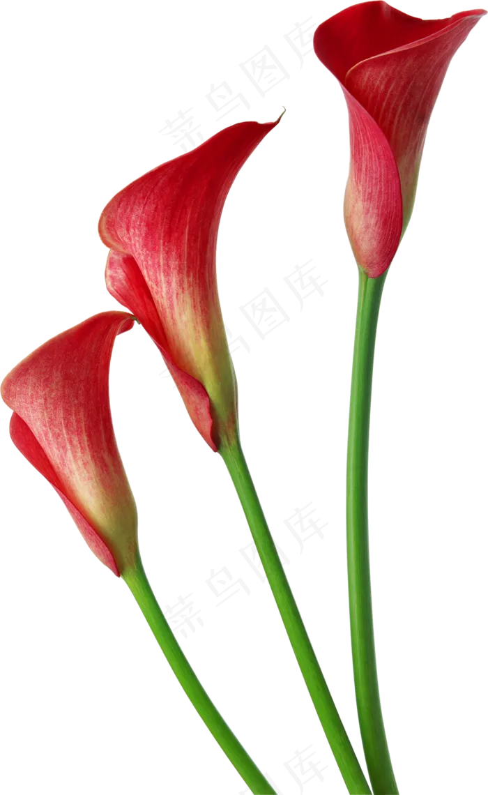 免抠花朵用