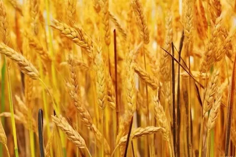 秋季小麦麦穗丰收背景