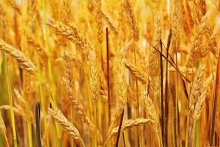 秋季小麦麦穗丰收背景