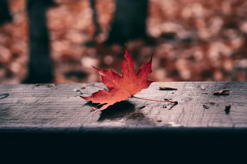 秋天红色的枫叶掉落在木围栏上摄影图