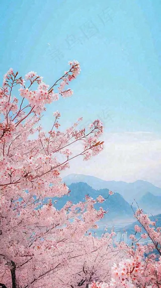 春天山河边蓝天粉色樱花花朵，惊蛰立春