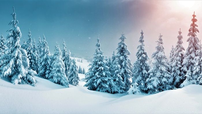高琼树林雪山雪景