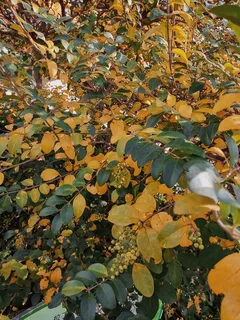 秋天风景黄叶萧条 秋天风景黄叶萧条