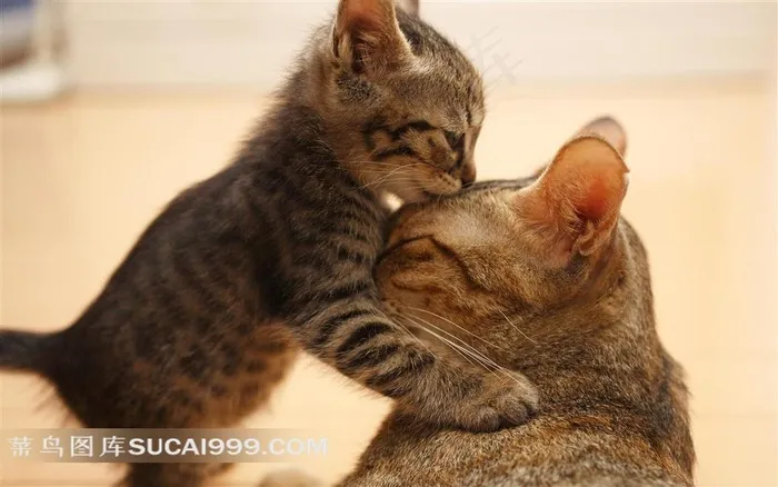 小猫母子摄影素材