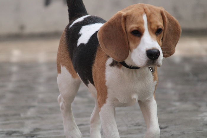 小猎犬宠物狗图片