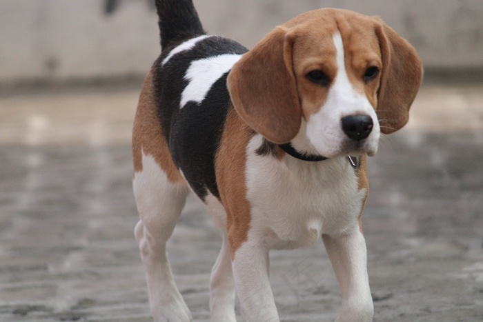 小猎犬宠物狗图片