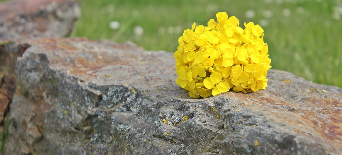 一小束油菜花图片