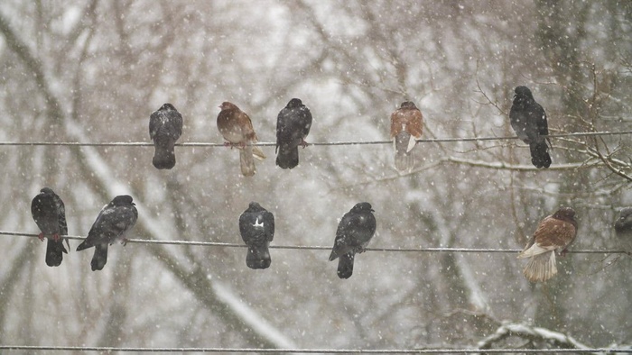 下雪时电线上的鸽子