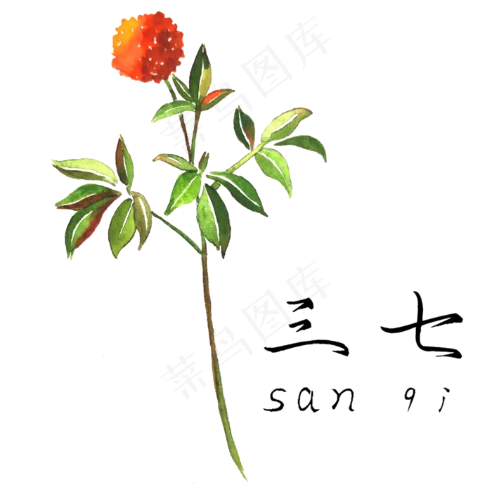 手绘草本中药药材三七