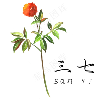 手绘草本中药药材三七
