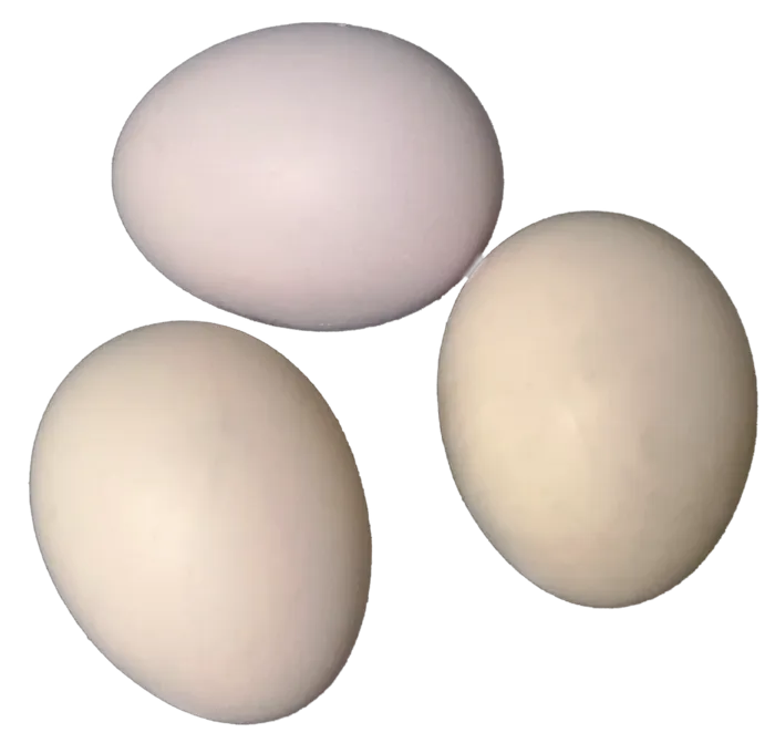 新鲜鸡蛋鸭蛋鹅蛋禽蛋免抠摄影实拍实物元素素材psd模版下载