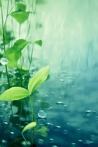 叶子水滴宁静背景图