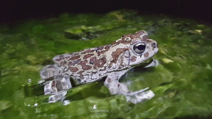 蟾蜍坐在溪流中