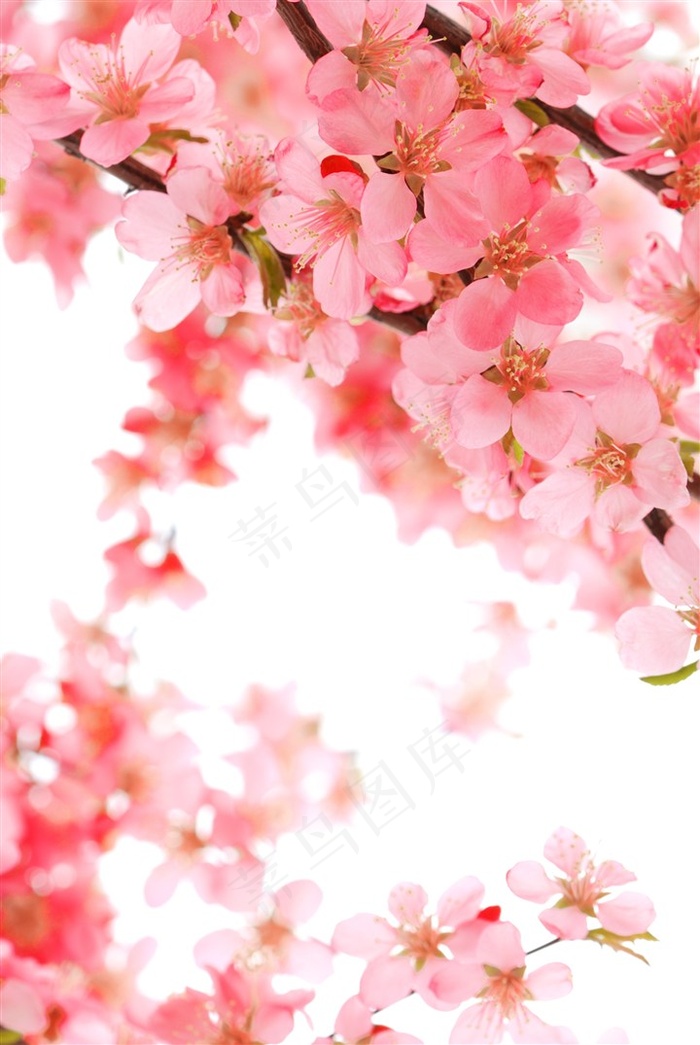 粉色桃花背景