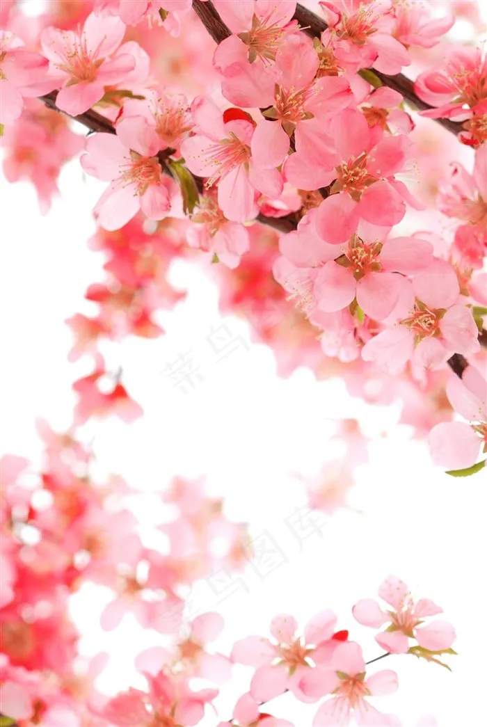 粉色桃花背景