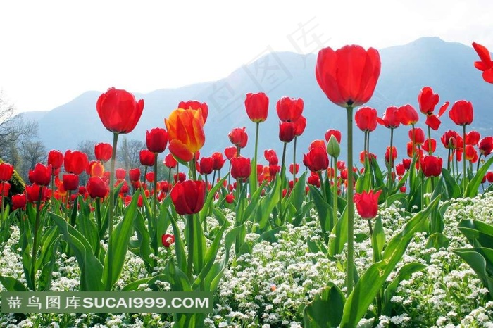 高清红色郁金香鲜花图片