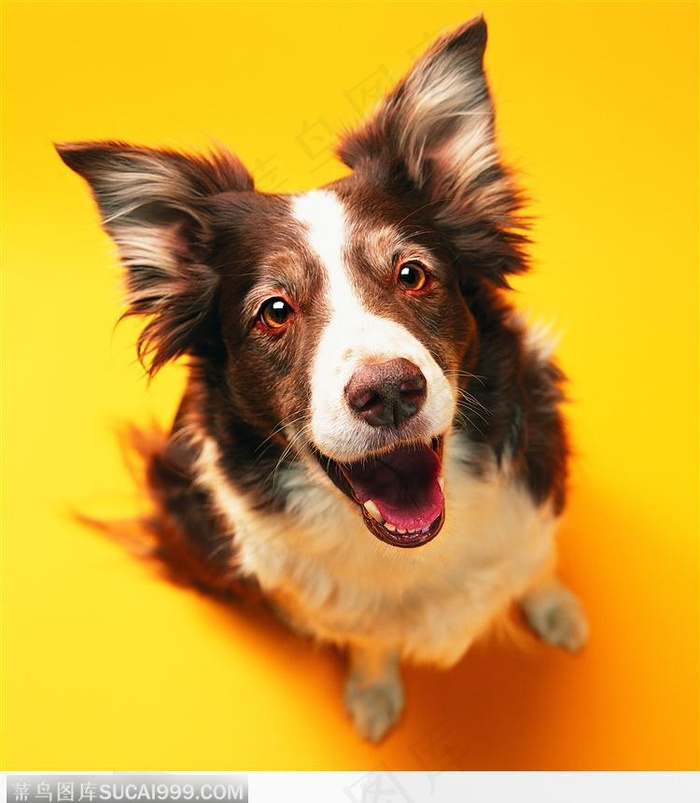 宠物狗（祈求食物）