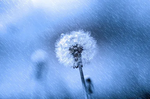 雨中的蒲公英图片 雨中的蒲公英图片