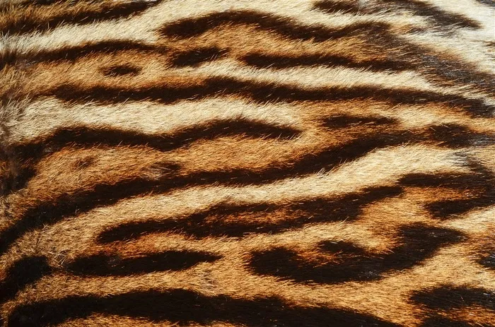 老虎毛笔纹理背景高清图片